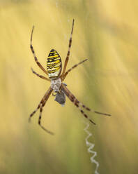 Wasp spider (Argiope bruennichi) on web amongst long grass, Elmley Nature Reserve, Isle of Sheppey, Kent, England, United Kingdom, Europe - RHPLF29788