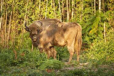 European Bison (Bison bonasus), female (cow), being released into woodland as part of the Wilder Blean project, Kent, England, United Kingdom, Europe - RHPLF29789