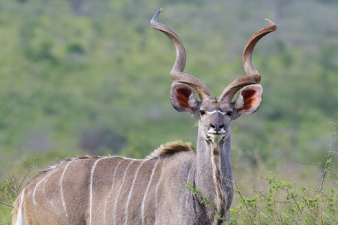 Männlicher Großer Kudu (Tragelaphus strepsiceros) in der Savanne, Provinz Kwazulu Natal, Südafrika, Afrika - RHPLF29885