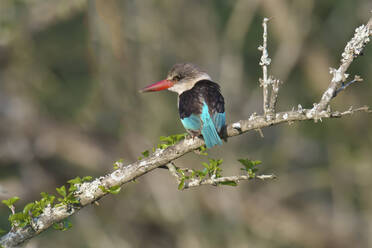 Braunkappen-Eisvogel (Halcyon albiventris) auf einem Ast, Provinz Kwazulu Natal, Südafrika, Afrika - RHPLF29886