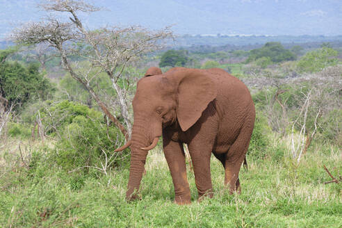 Afrikanischer Buschelefant (Loxodonta africana), bedeckt mit roter Erde, in der Savanne, Provinz Kwazulu Natal, Südafrika, Afrika - RHPLF29887