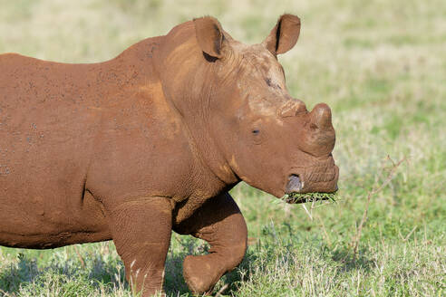 Breitmaulnashorn (Ceratotherium simum), bedeckt mit roter Erde, Provinz Kwazulu Natal, Südafrika, Afrika - RHPLF29888