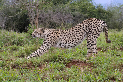 Junger südostafrikanischer Gepard (Acinonyx jubatus jubatus) beim Strecken in der Savanne, Provinz Kwazulu Natal, Südafrika, Afrika - RHPLF29889