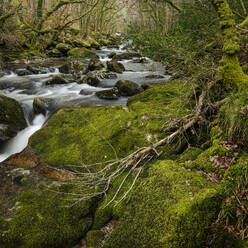 Moss-covered boulders and trees along the River Plym, Dewerstone, Dartmoor National Park, Devon, England, United Kingdom, Europe - RHPLF29902