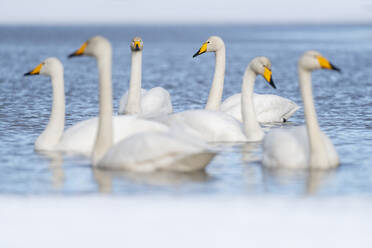 Whooper swan (Cygnus cygnus) group in partially frozen lake, Finland, Europe - RHPLF29905