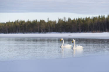 Whooper swan (Cygnus cygnus) swimming in lake, Finland, Europe - RHPLF29906