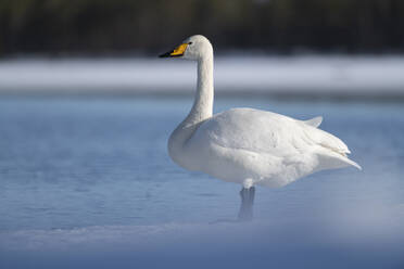 Whooper swan (Cygnus cygnus) standing on edge of partially frozen lake, Finland, Europe - RHPLF29908
