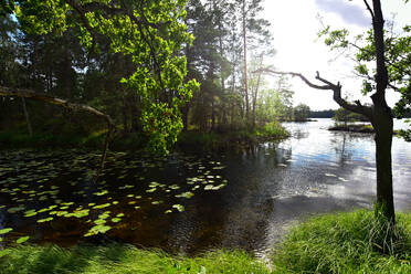 Schweden, Landkreis Stockholm, Sommerliches Seeufer im Tyresta-Nationalpark - FDF00407