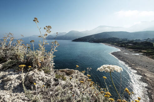 France, Haute-Corse, Saint-Florent, Wildflowers growing on coastal hilltop - WFF00737