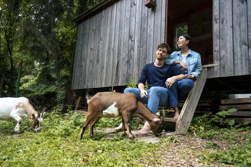 Happy couple sitting together with goats grazing on grass at log cabin - JOSEF22154