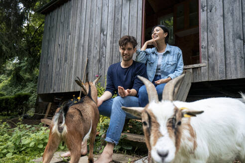 Happy couple sitting on steps with goats near log cabin - JOSEF22158