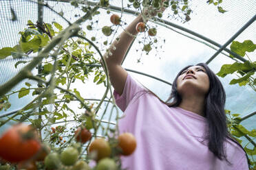 Frau pflückt Tomaten im Gewächshaus - JOSEF22162