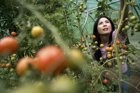 Schöne Frau pflückt Tomaten von Pflanzen im Gewächshaus - JOSEF22169