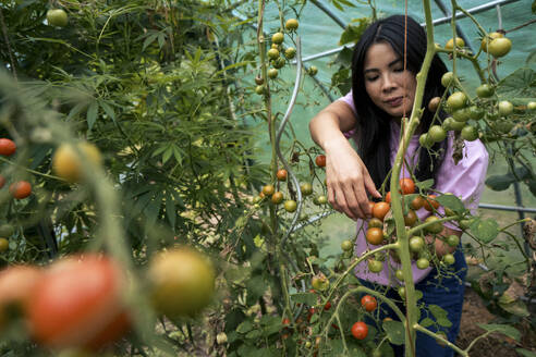 Frau erntet Tomaten von Pflanzen im Gewächshaus - JOSEF22170