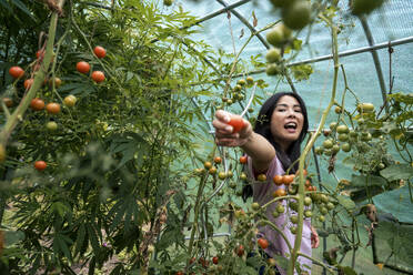 Glückliche Frau zeigt Tomate in der Nähe von Pflanzen im Gewächshaus - JOSEF22171