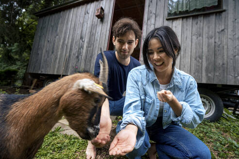 Smiling man and woman feeding goat in front of wooden cabin - JOSEF22211