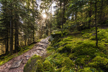 Germany, Baden-Wurttemberg, Narrow footpath in green mossy forest - WDF07467