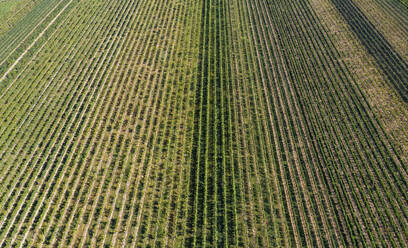 Österreich, Burgenland, Drohnenansicht eines grünen Weinbergs - WWF06582