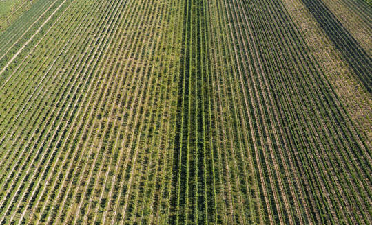Austria, Burgenland, Drone view of green vineyard - WWF06582
