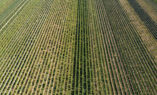 Österreich, Burgenland, Drohnenansicht eines grünen Weinbergs - WWF06582