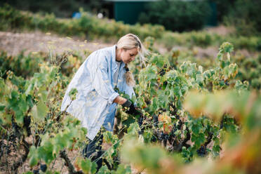 Side view of female farmer in black gloves picking bunch of ripe grapes with pruning shears while harvesting fruits in vineyard - ADSF49547