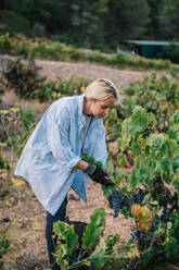Side view of female farmer in black gloves picking bunch of ripe grapes with pruning shears while harvesting fruits in vineyard - ADSF49548