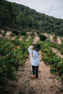 Rückenansicht einer anonymen Bäuerin in Freizeitkleidung, die einen Eimer mit Trauben trägt, während sie in einem Weinberg Früchte erntet - ADSF49549
