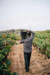 Back view of anonymous male farmer wearing casual attire carrying bucket of grapes while harvesting fruits in vineyard plantation - ADSF49550