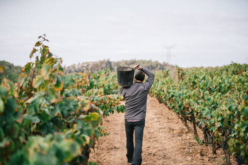 Rückenansicht eines anonymen männlichen Landwirts in Freizeitkleidung, der einen Eimer mit Weintrauben trägt, während er die Früchte in einer Weinbergsplantage erntet - ADSF49551