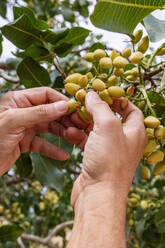 Close-up of anonymous hands carefully harvesting ripe pistachios from a tree branch - ADSF49632