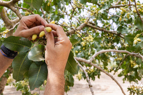 Close-up of anonymous hands carefully harvesting ripe pistachios from a tree branch - ADSF49633