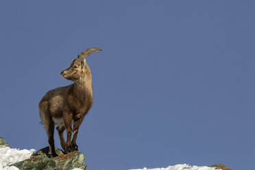 Mountain brown goat standing on a rocky cliff overlooking a snow covered mountain range under blue sky - ADSF49661