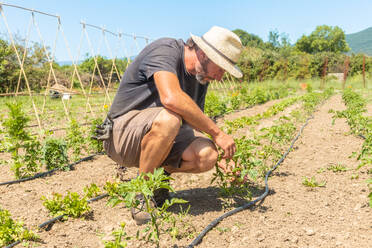 Side view of mature man wearing a straw hat bends down to inspect young plants in a well-maintained field, with bamboo stakes set up in the background - ADSF49770