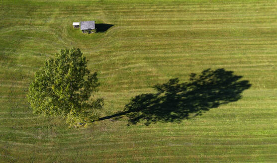 Österreich, Steiermark, Tauplitz, Einzelner Baum auf grünem, gemähtem Feld - WWF06592