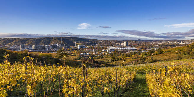 Deutschland, Baden-Württemberg, Bad Cannstatt, Gelber Herbstweinberg mit Fußballstadion im Hintergrund - WDF07471