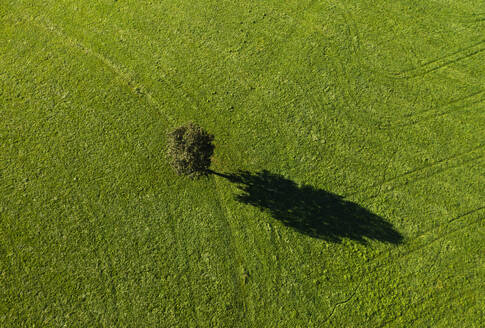 Österreich, Oberösterreich, Einzelner Baum auf grünem, gemähtem Feld - WWF06610