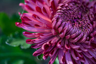 Close-up of a vibrant pink chrysanthemum with dewdrops highlighting its intricate petal structure and depth showcasing the natural beauty of autumn blooms - ADSF49926