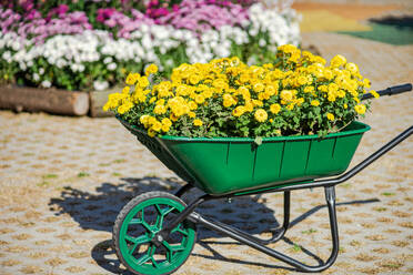 Bright yellow chrysanthemums in a green wheelbarrow with blurred floral background in an autumn garden setting - ADSF49927