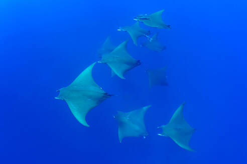 A school of Mobula rays gliding through the deep blue waters of the Azores Islands showcasing their impressive fins and streamlined bodies - ADSF49928