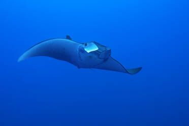 A solitary Mobula ray with a tracking device attached gliding gracefully through the azure waters of the Azores Islands - ADSF49929