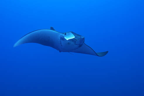 A solitary Mobula ray with a tracking device attached gliding gracefully through the azure waters of the Azores Islands - ADSF49929