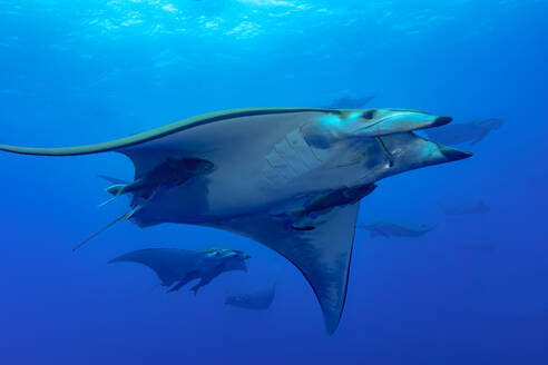 A group of Mobula rays gliding through the azure ocean capturing the underwater beauty of the Azores - ADSF49930