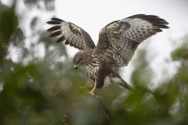 A beautiful buzzard caught in a moment of majesty, spreading its wings amidst the green foliage of its natural environment. - ADSF49931