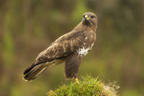 A detailed image showcasing a brown hawk with a sharp gaze, perched serenely on a mound of lush green foliage against a blurred forest background. - ADSF49933