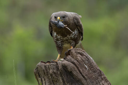 A majestic bird of prey perched on a stump, clutching its catch firmly in its beak. - ADSF49934