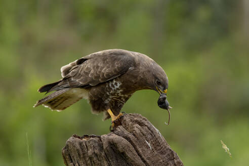 A powerful bird of prey grips a small rodent in its beak while perched atop a weathered stump against a lush green backdrop. - ADSF49935