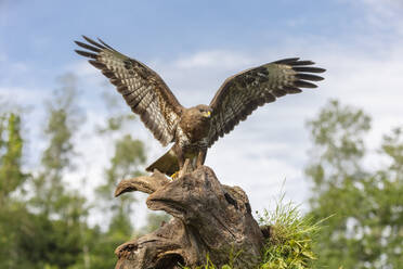 A powerful bird of prey is perched on a gnarled stump, with its wings fully spread against a backdrop of blue sky and green foliage. - ADSF49936
