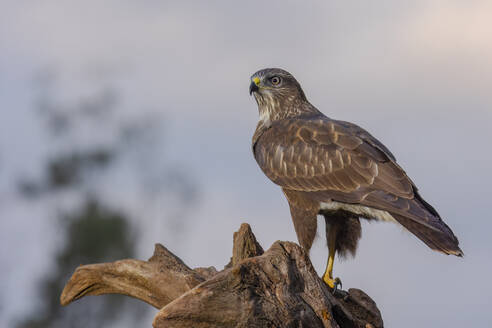 A vivid image capturing a buzzard eagle perched attentively on a rugged tree stump against a soft dusk sky. - ADSF49937