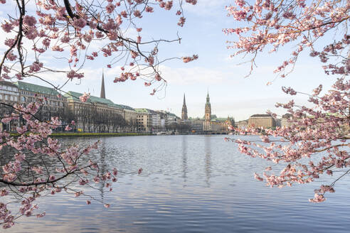 Deutschland, Hamburg, Binnenalster mit Kirschblüten im Vordergrund - KEBF02769