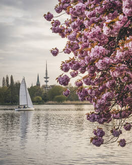 Germany, Hamburg, Sailboat in Alster Lake with cherry blossoms in foreground - KEBF02776